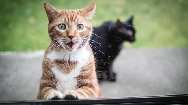 Gato Espantado