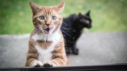 Gato Espantado