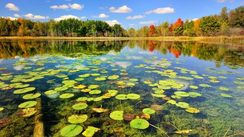Lago Transparente Floresta