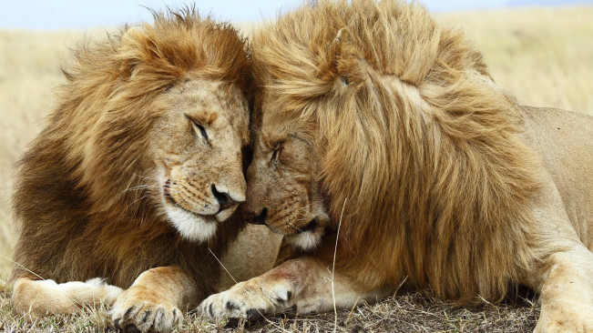 Lion 2 HD