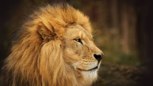 Lion 7 HD
