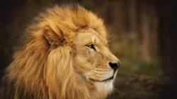 Lion 7 HD