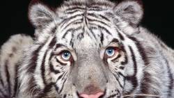 Tiger 3 Normal