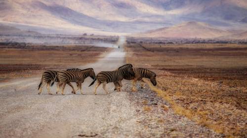 Zebras No Deserto Estrada